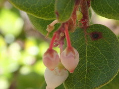 Arctostaphylos nummularia