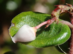 Arctostaphylos nummularia