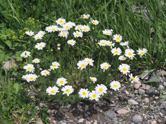 Anthemis cretica iberica