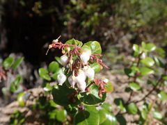 Arctostaphylos nummularia