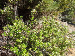 Arctostaphylos nummularia