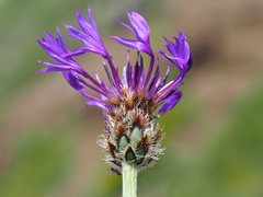 Centaurea cheiranthifolia