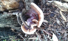 Ganoderma lucidum