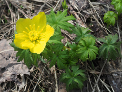 Trollius ranunculinus