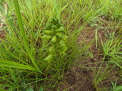 Orthochilus foliosus