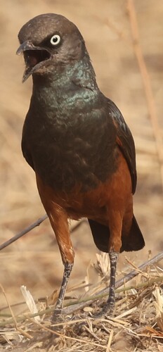 Chestnut-bellied Starling