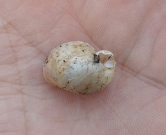 Ampullaceana balthica