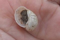 Ampullaceana balthica