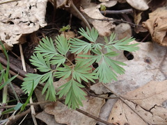 Dicentra cucullaria