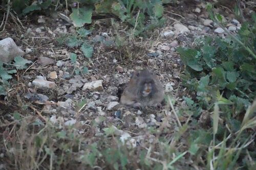 iNaturalist observation photo of Botta's Pocket Gopher