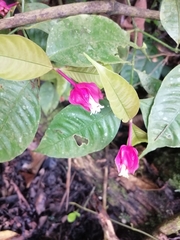 Palicourea ostreophora