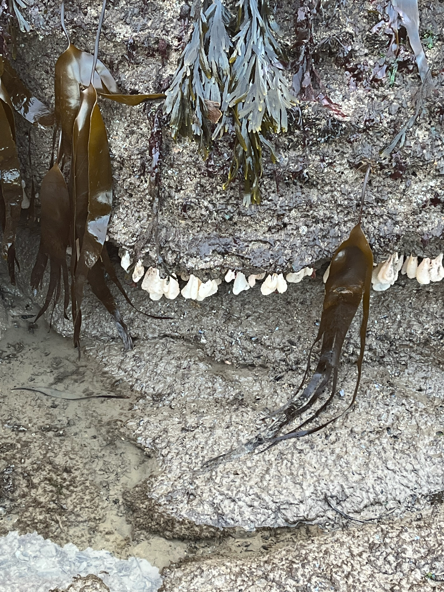 Alcyonium digitatum Linnaeus, 1758