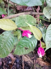 Palicourea ostreophora