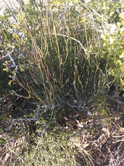 Ephedra antisyphilitica