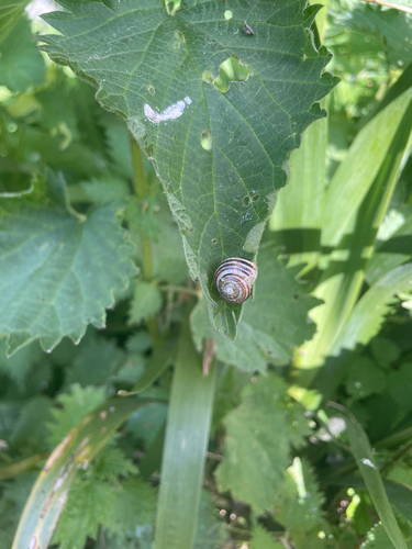 Cepaea