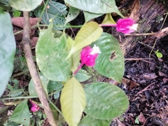 Palicourea ostreophora