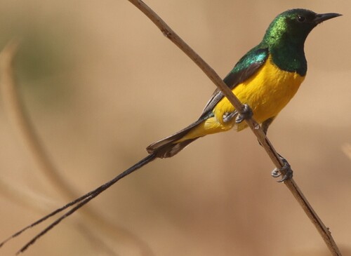 Pygmy Sunbird