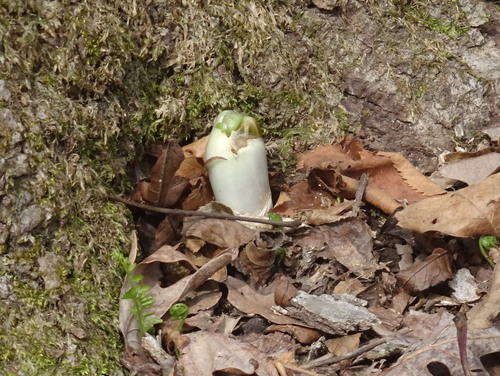 Podophyllum peltatum