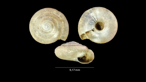 Pleurodiscus balmei