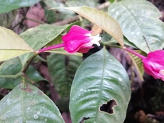 Palicourea ostreophora