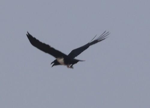 Pied Crow