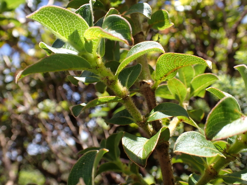 Coprosma ochracea observed 2026-04-19