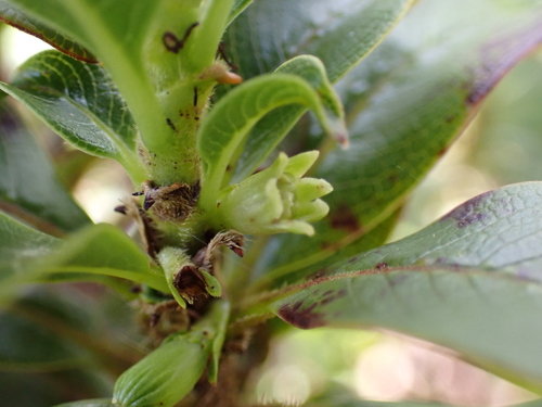 Coprosma ochracea observed 2026-04-19