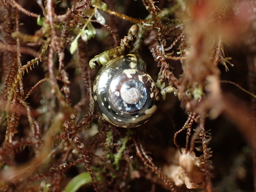 Philonesia observed 2026-04-19