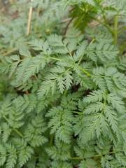 Conium maculatum