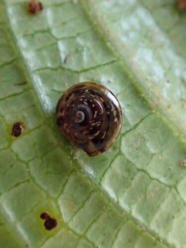 Philonesia observed 2026-04-19