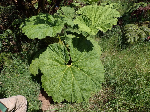 Gunnera petaloidea observed 2026-04-19