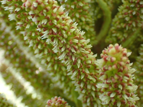 Gunnera petaloidea observed 2026-04-19