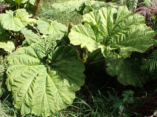 Gunnera petaloidea observed 2026-04-19