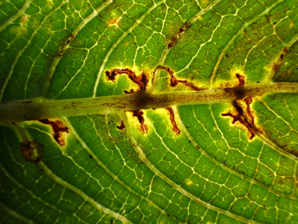 Proterhinus abnormis