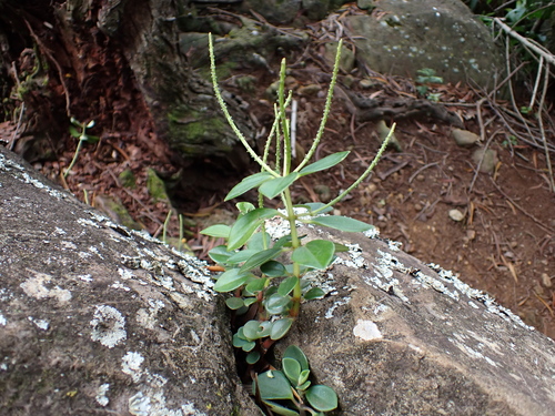Peperomia leptostachya observed 2026-04-19