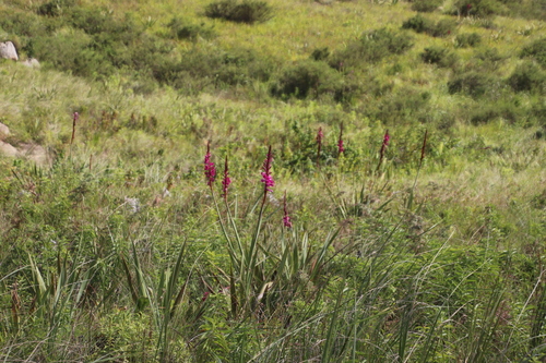 Watsonia pulchra image