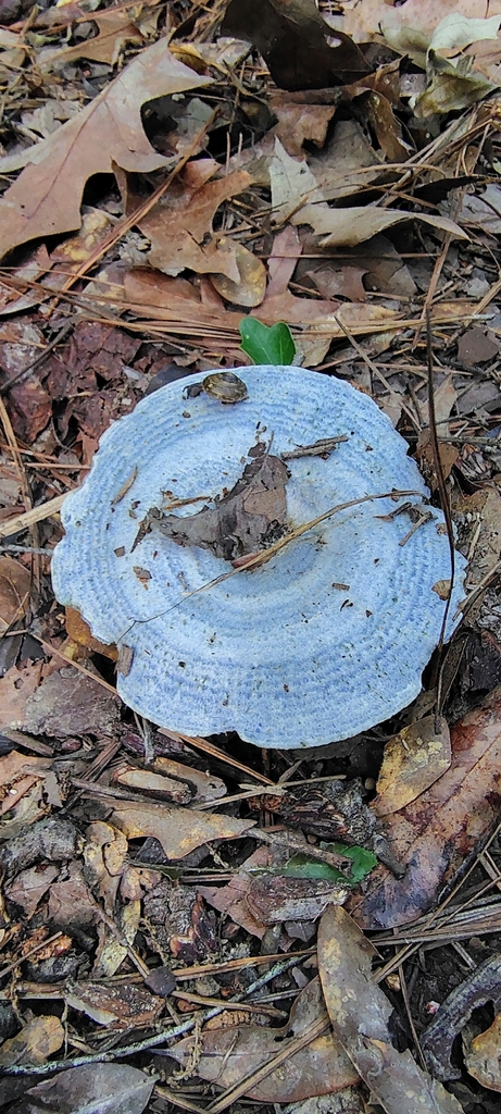 Lactarius indigo · April 2026 · photo: © purgatorius (iNaturalist, CC)