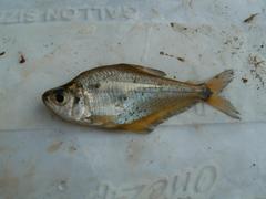 Characinae
