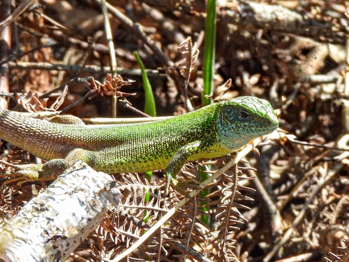 Green Lizard