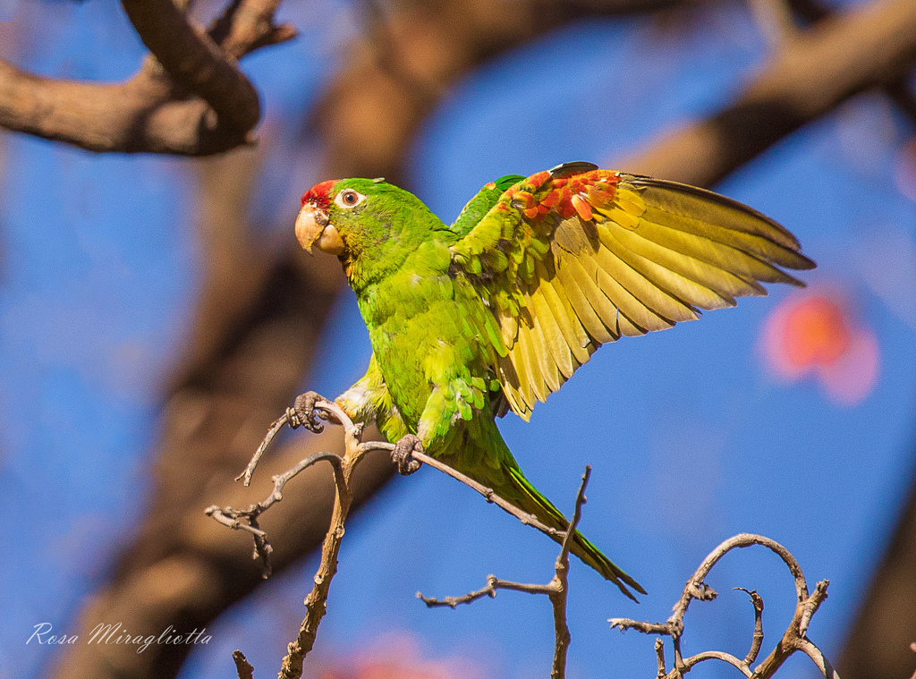 Crimson-Fronted Parakeet