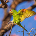 Crimson-fronted Parakeet - Photo (c) rosamiragliotta, some rights reserved (CC BY-NC), uploaded by rosamiragliotta