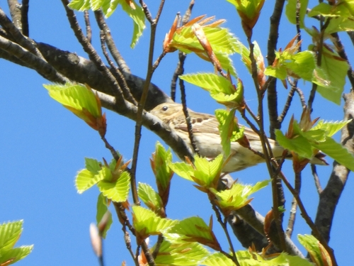 Tree Pipit