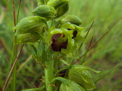 Orthochilus foliosus