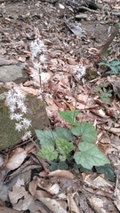 Tiarella wherryi