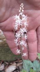 Tiarella wherryi