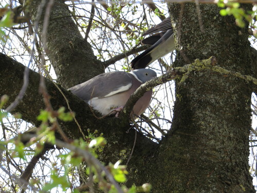 Common Wood-Pigeon