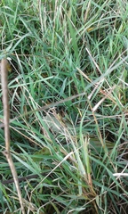 Aiolopus thalassinus