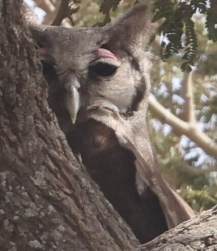 Verreaux's Eagle-Owl