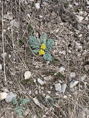 Cymopterus longipes