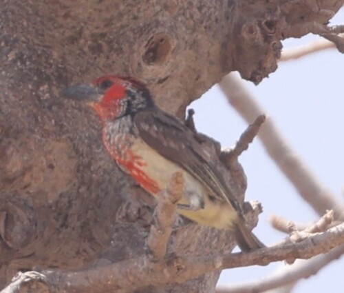 Vieillot's Barbet